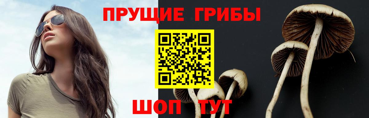 Галлюциногенные грибы Psilocybe Горячий Ключ